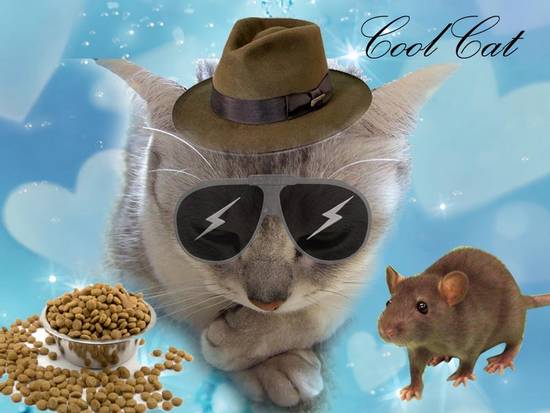 The Cool Cat