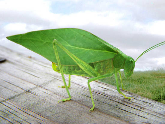 Grasshopper