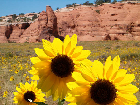 Sunflower field