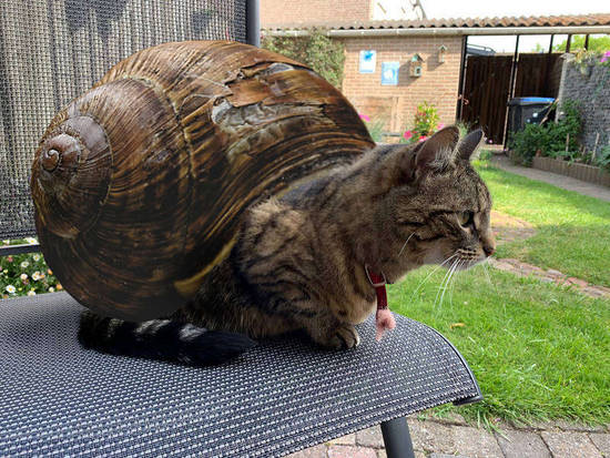 Snailcat