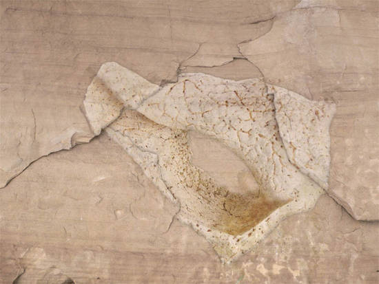 Fossil