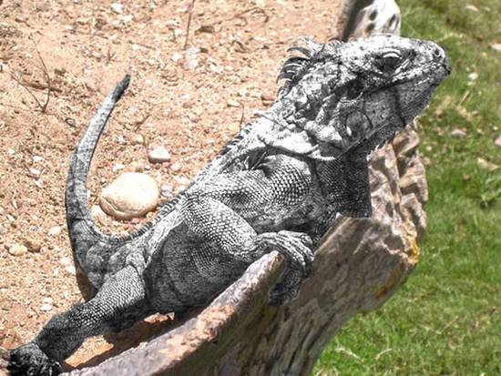 iguana