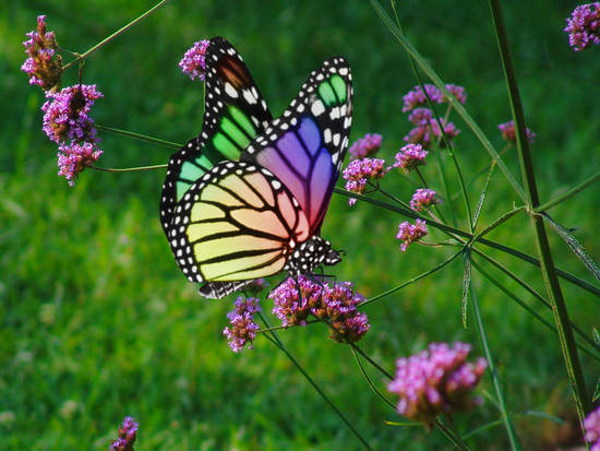 The Rainbow Butterfly