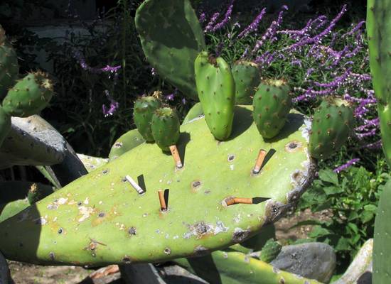 Natural Ashtray