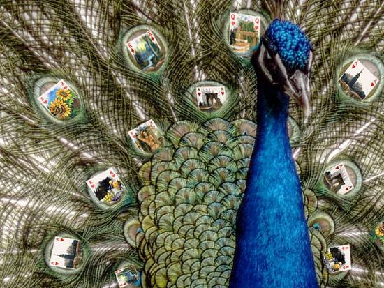 peacock