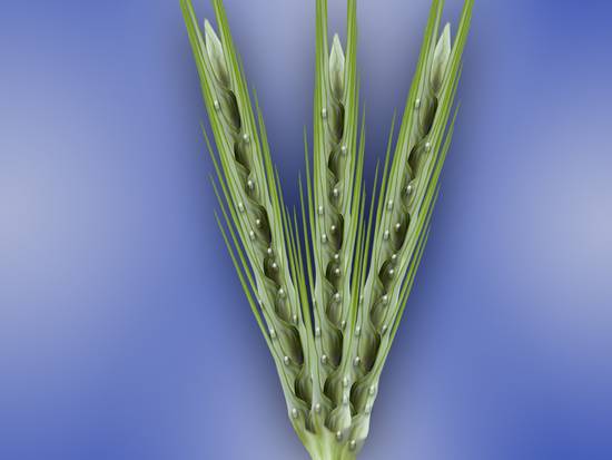 Wheat ear