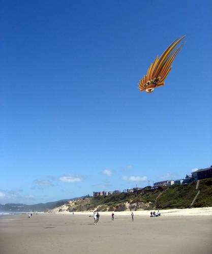 Fly the kite