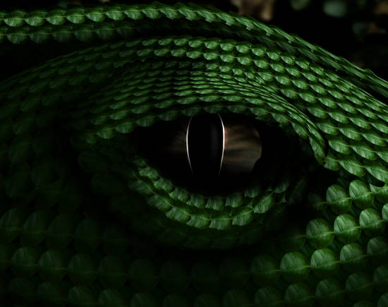 Reptile's Eye