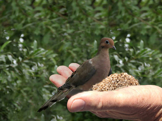 Hungry Bird