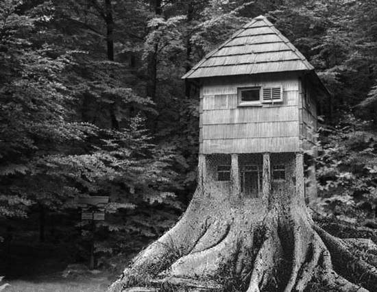 Old Tree House