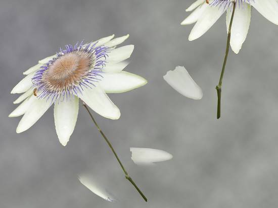 Dance of the Flowers