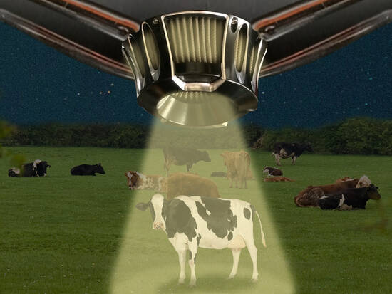 Cow Beam