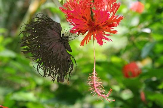 flower and butterfly