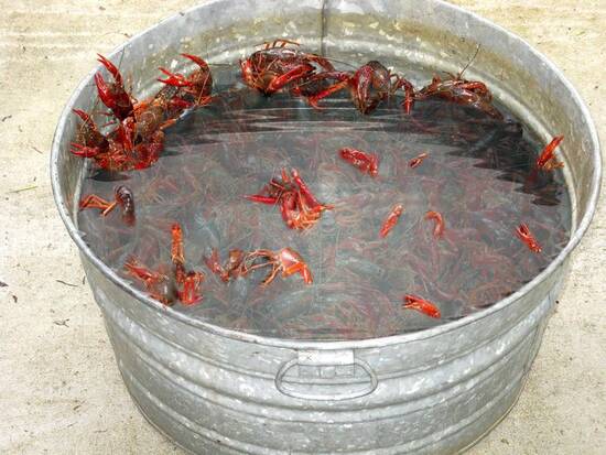 Washed crawfish