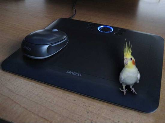 A Designer Cockatiel