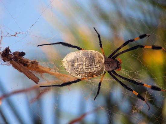 Turtle spider