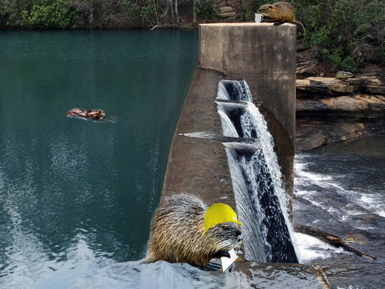 Dam Beavers