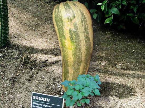 Squash