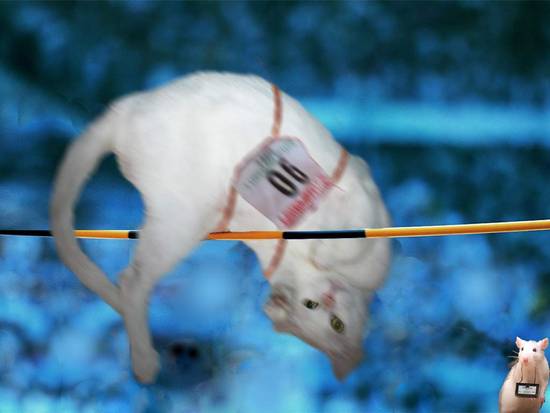 Pets olympics