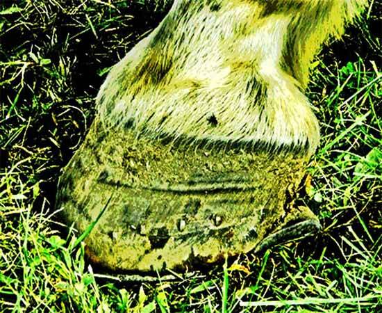 Horse Hoof  Fly HD 