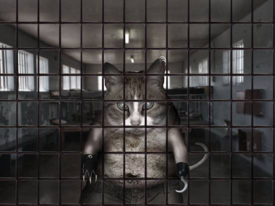 Prison Cat