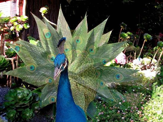 Peacock