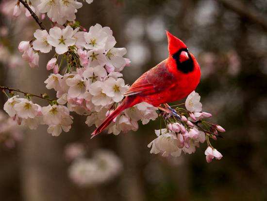 Cardinal