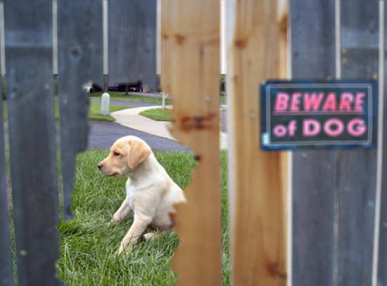 Dont beware of the dog!