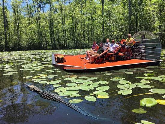 Alligator safari