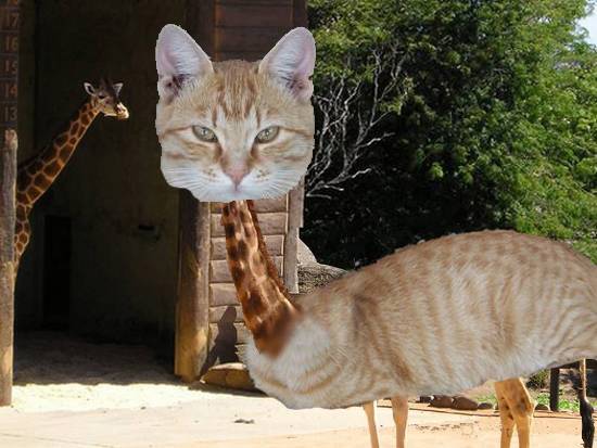 Giraffe Cat