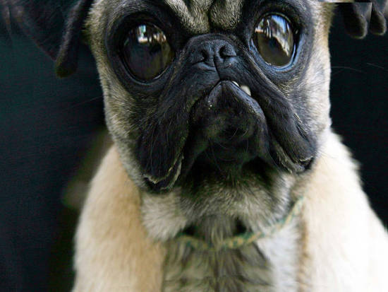 pugs are aliens