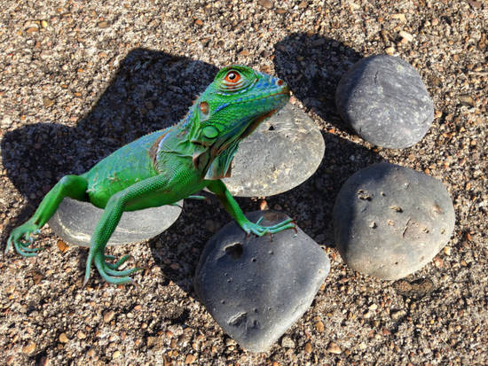 sunning on the rocks