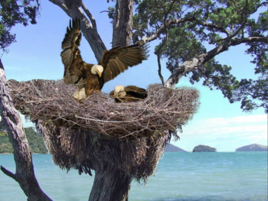 eagle nest