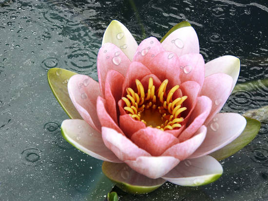 Waterlily