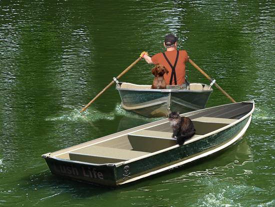 2 Boats, 1 Cat, 1 Dog 