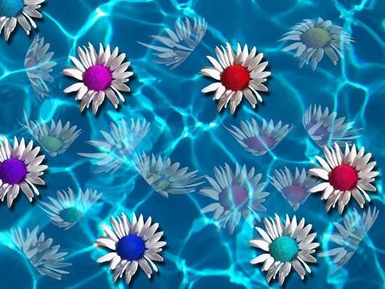 Drowning Daisies