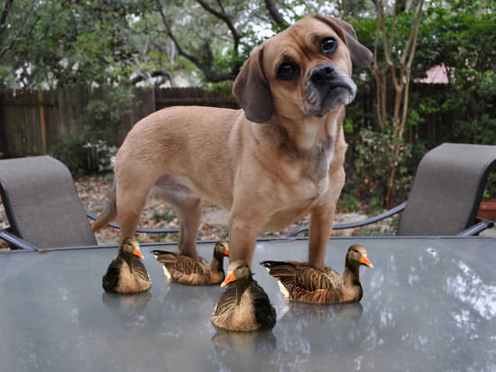 Daft Doggy Duck Slippers