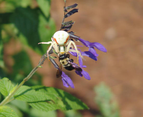 Cringing Bumblebee