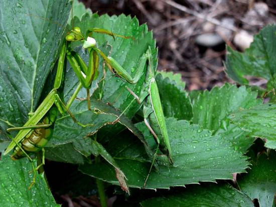 Female Mantis