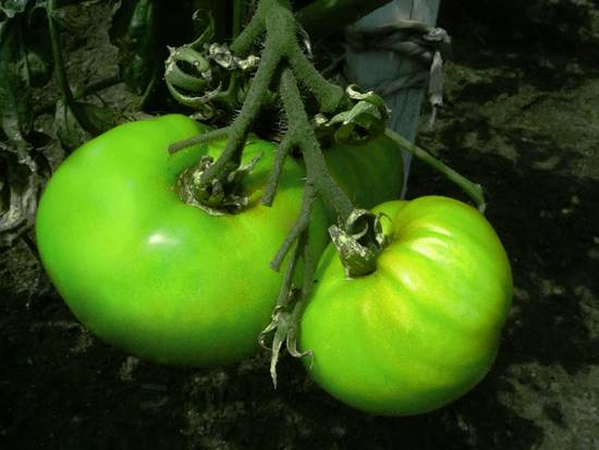 Green Tomato