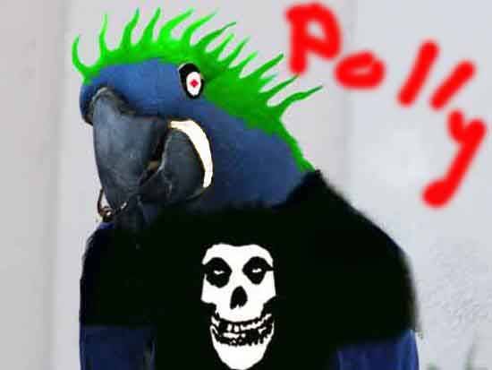 Punk Parrot