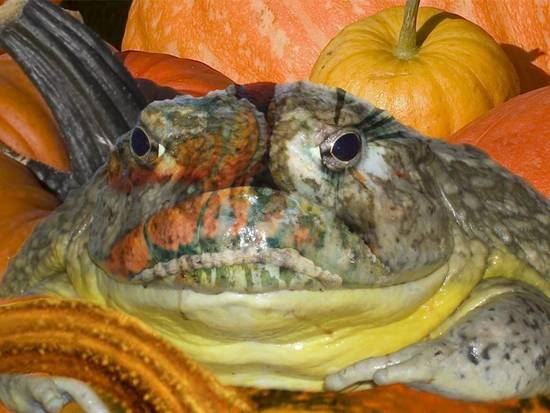 Pumpkin Frog