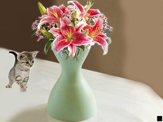 Kitten and Lillies