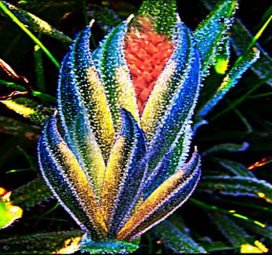 tropical cod flower