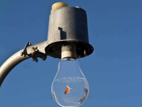 Light Bulb Fish Bowl