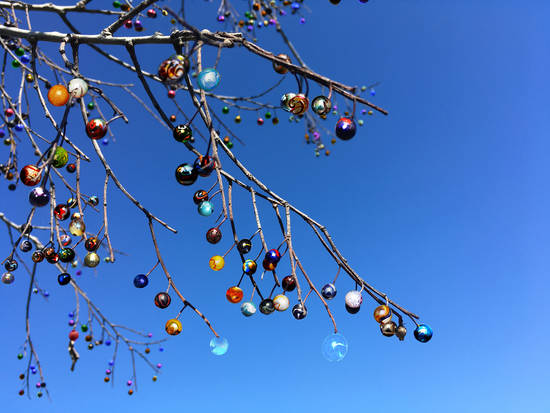 Marbleberry Tree