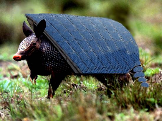 Blue Armadillo