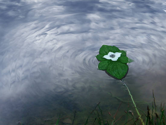 Reflected in a pond