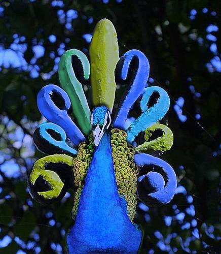 Peacock