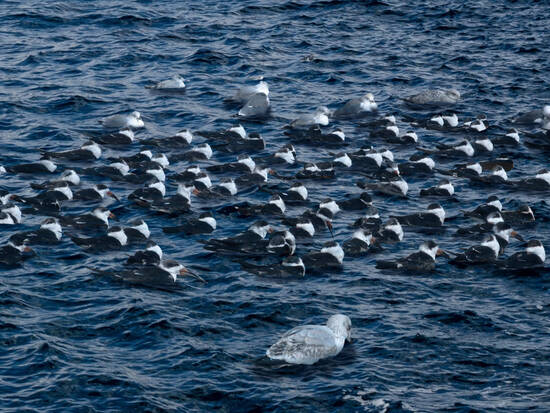 Birds in the Sea